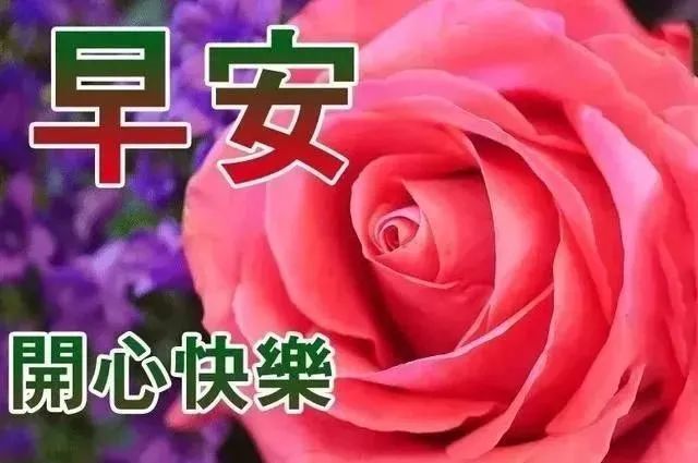 大年初八非常漂亮的鲜花早安短信群发虎年微信群早上好问候祝福动态