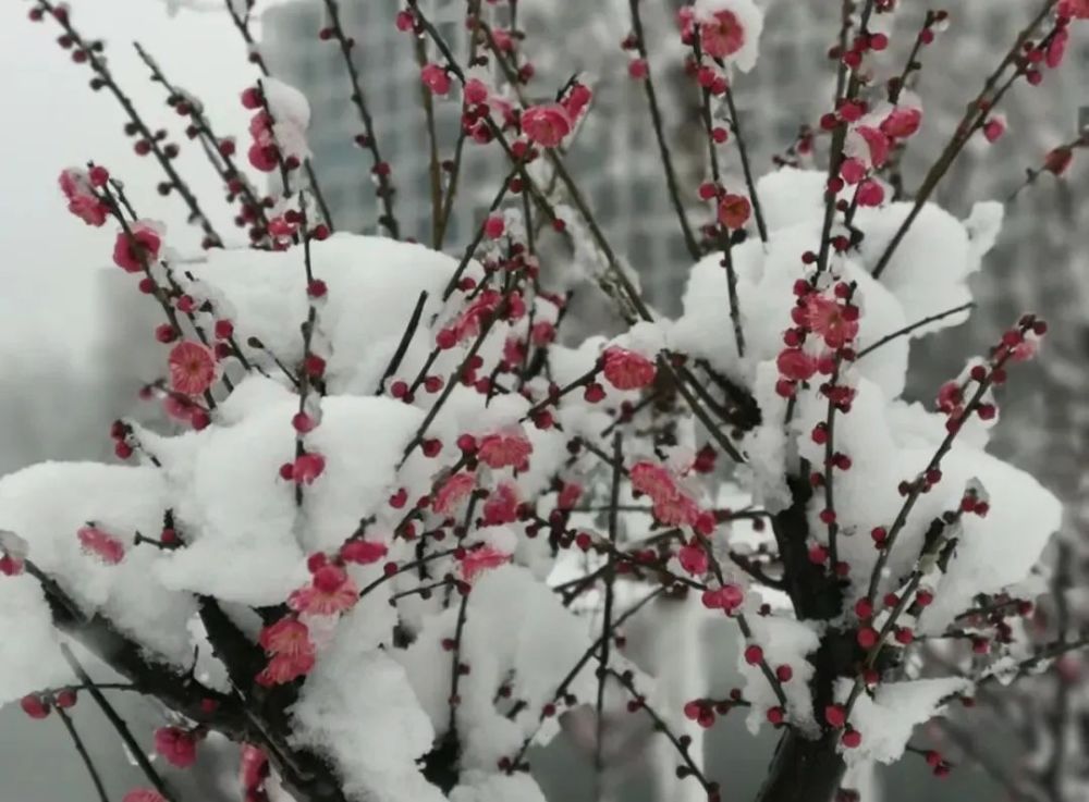 瑞雪兆丰年快来观赏各地美丽雪景