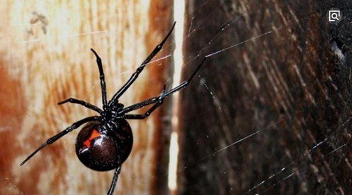 盘点世界上十大最毒蜘蛛