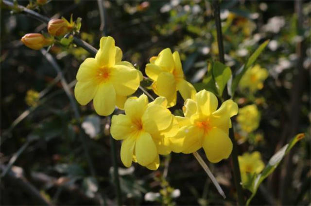 早春迎春花美诗七首:万千花事从头起,金英翠萼带春寒