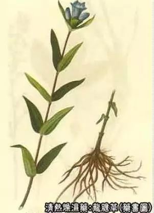 清热利湿药:龙胆草