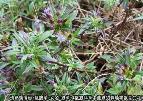 抗菌作用 试14种龙胆属植物,其中7对根瘤细菌,大肠杆菌,枯草杆菌,根癌