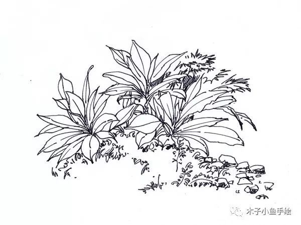 线条是手绘的第一步,植物是景观设计中常用的单体要素.