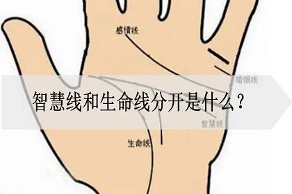 智慧线|生命线|手蟶|手纹