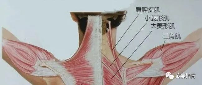 肩关节疼痛怎么办13组不同肌肉出现不同的症状