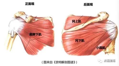 肩关节疼痛怎么办13组不同肌肉出现不同的症状