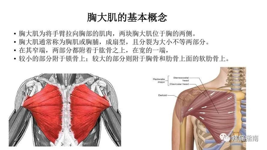 六,胸大肌肩胛下肌异常往往是导致冻结肩的关键,其静止和运动时都会