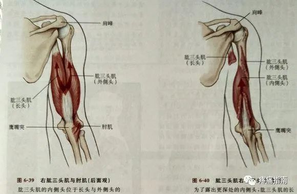 七,肱三头肌对于胸大肌造成的肩痛主要表现为肩关节前方疼痛,摸背后拉