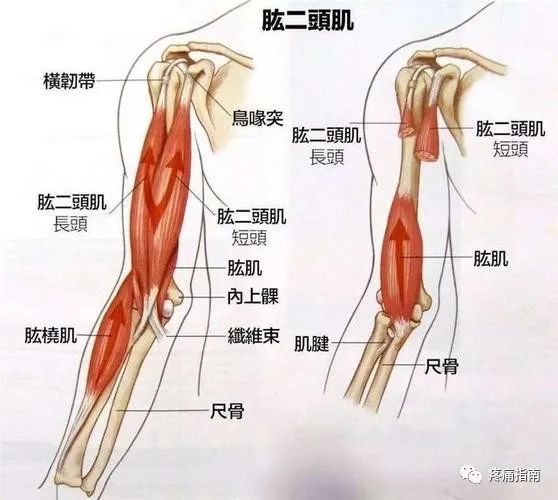 长,短二头于肱骨中部汇合为肌腹,下行至肱骨下端,集成肌腱止于桡骨