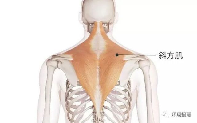 13组不同肌肉出现不同的症状!