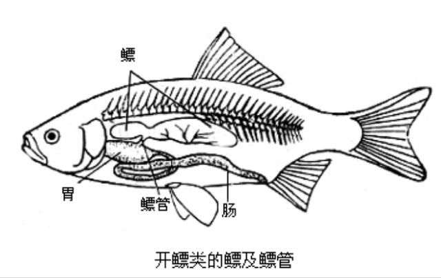 同样的,当鱼下潜到一定深度,想要再次上浮时,不但有鱼鳍和鱼尾用力,它