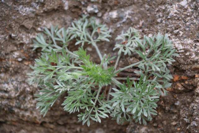 农村这种植物别名茵陈,煮水原来价值那么高,好多人还不知道