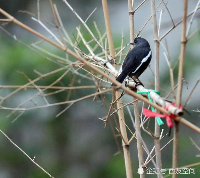 摄影:海花岛自留地里四喜鸟