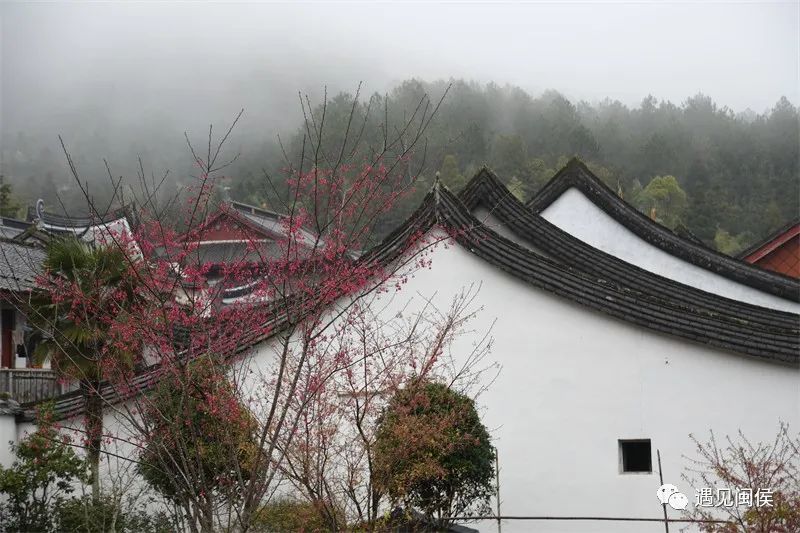 梅不胜收大湖雪峰寺成片梅景等你来赏