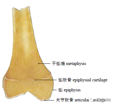 人体解剖:骨的构造