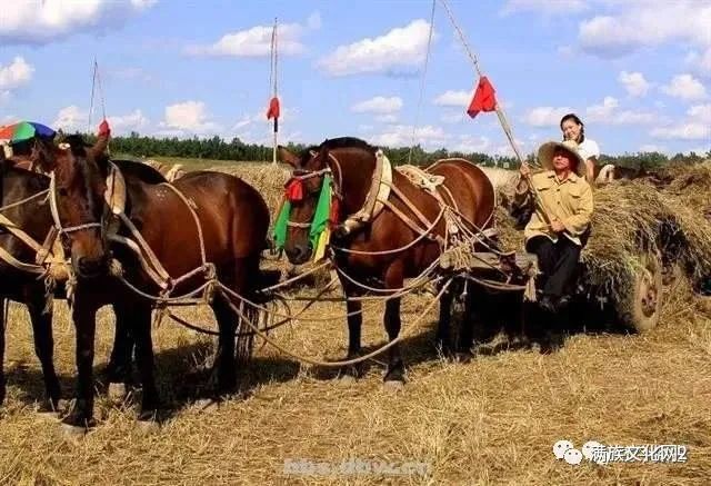 三节套马车松花湖雪道遭狼围攻猎枪哑火车老板智勇退群狼