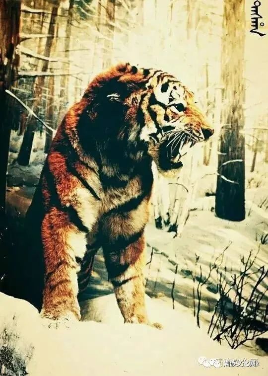今年虎年,满洲人眼中的老虎是什么样子?