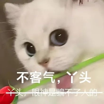 表情包|手捧鲜花猫咪绅士表情包