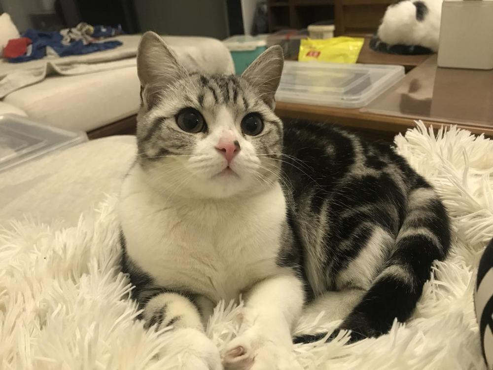 狸花猫是我国的本土猫咪,长相帅气,身手敏捷,身体强壮,适应能力强