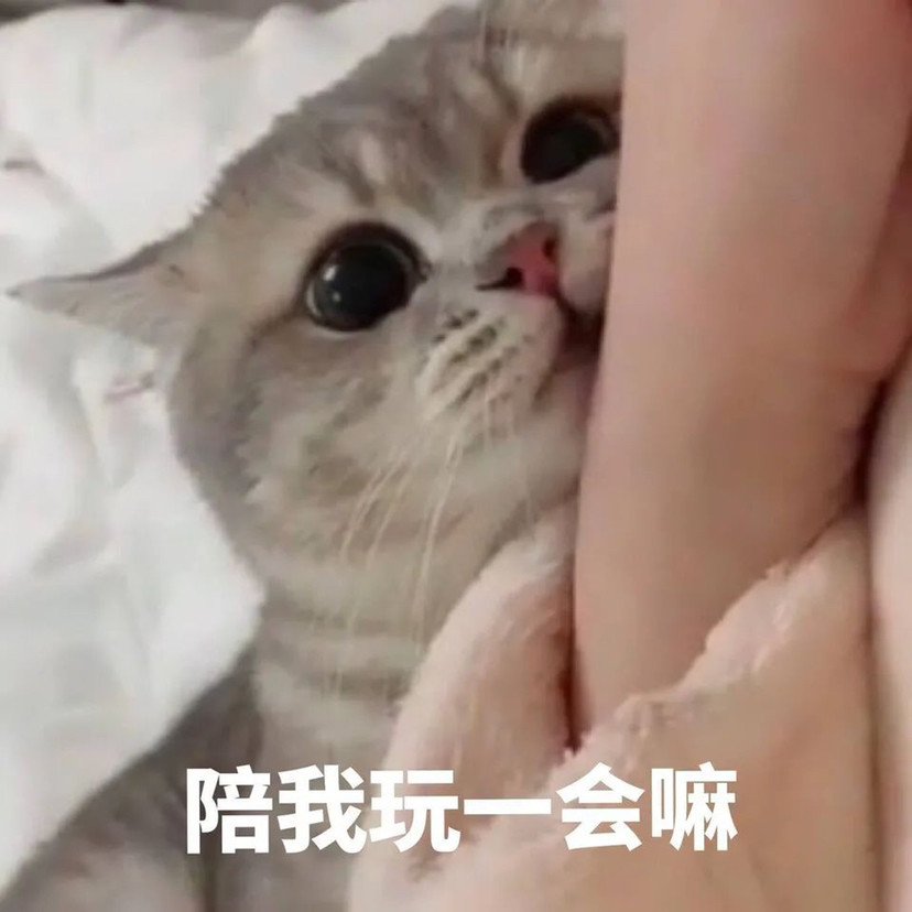 猫咪撒娇表情包人家就想粘着你