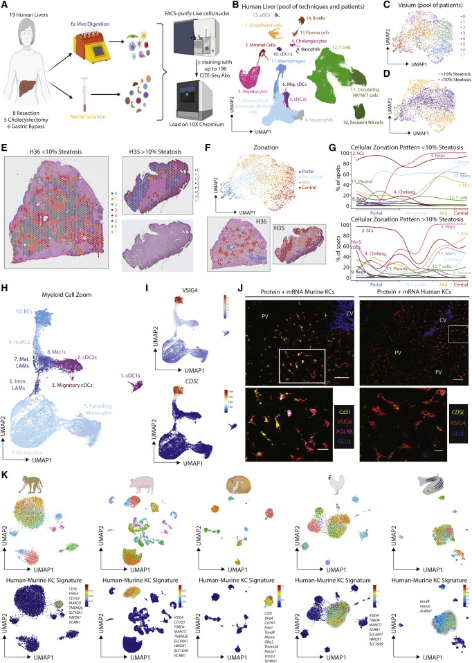 cell人类肝脏单细胞空间多组学图谱揭示独特且进化保守的肝巨噬细胞