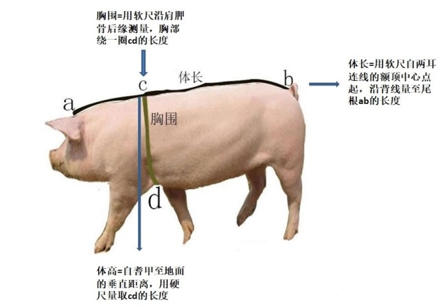 如何用尺子来计算生猪的重量?