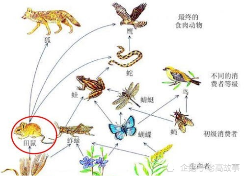 生物链最顶端的存在,人类的天敌就是自己