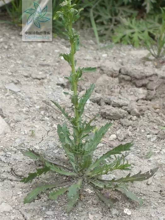 植物情况:一年生或二年生草本原植物:独行菜科:十字花科产地:河北