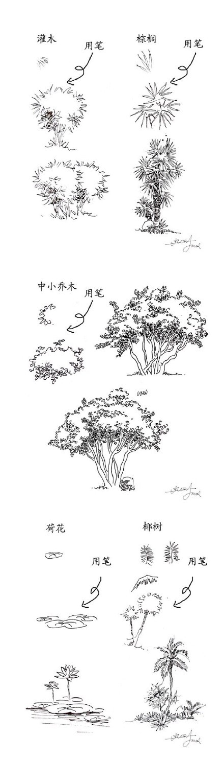 20种植物的手绘速写技法,快快学起来!