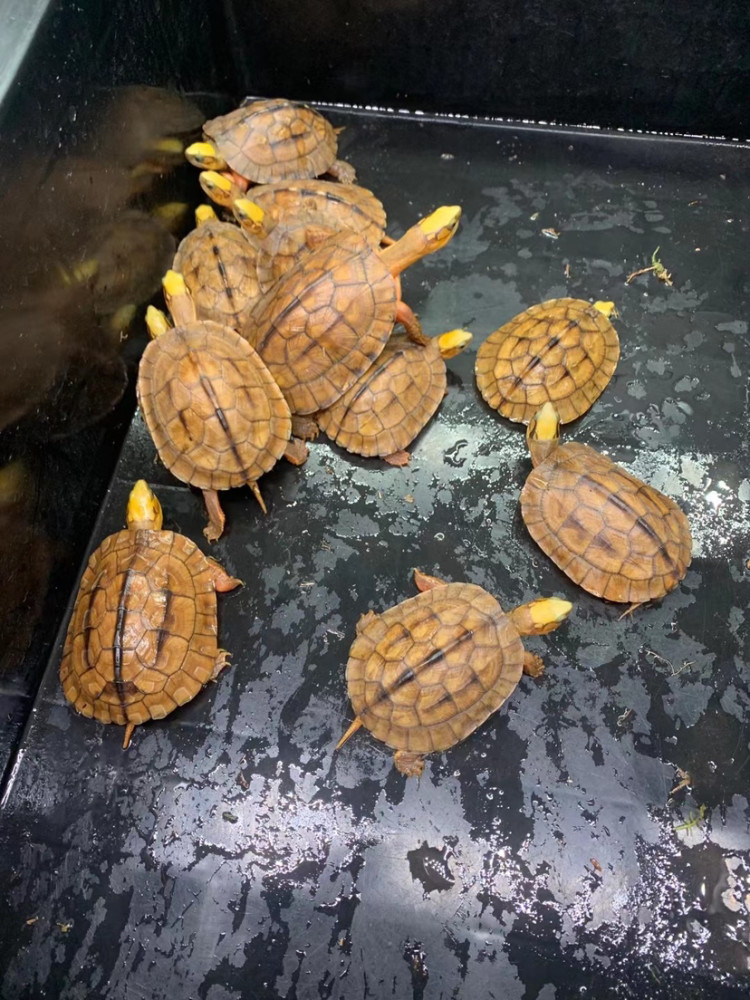 龟中贵族海南种金钱龟特色图又名三线闭壳龟广东人有钱的标配惊艳系列