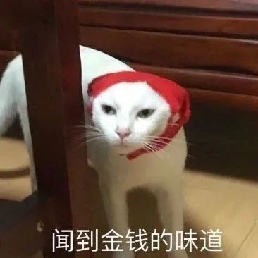 猫咪表情包是可爱的猫咪表情包来啦