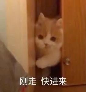 猫咪表情包是可爱的猫咪表情包来啦