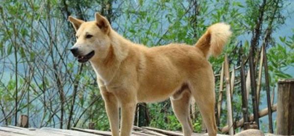 在中国古代狗的种类怎么分中华田园犬为何又叫帝王犬