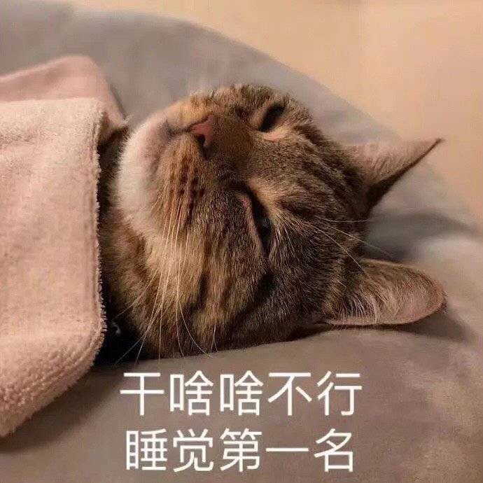 猫咪犯困表情包你走吧我和被子过