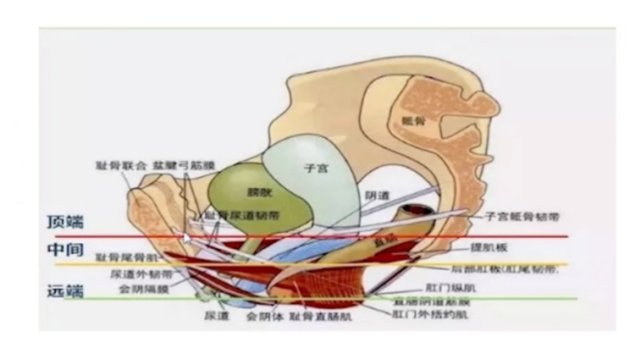 每周一课第5期精彩分享|张萍教授:腹腔镜下盆底重建术