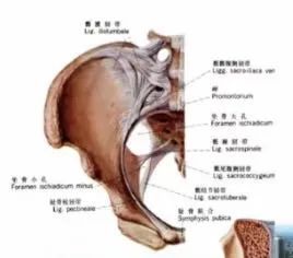 骶棘韧带前外附着于坐骨棘,宽10mm,后内附着于骶4侧缘及前面,宽25