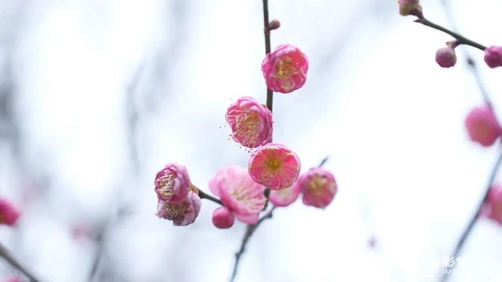 (雪峰寺梅花傲然绽放 陈秋霞/摄)闽侯县大湖乡千年古刹雪峰崇圣