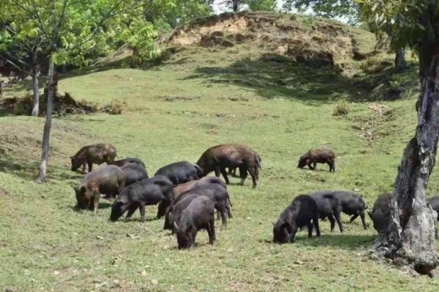 图)老窝火腿原料优质采用当地特有的"高黎贡山黑山猪"为原料与怒