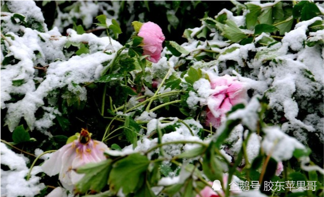 七九到来全国大范围雨雪来袭有何预兆农村谚语怎么说