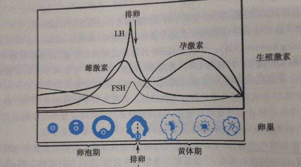 孕期之所以会出现孕吐,目前普遍认为是因为孕妈妈怀孕后体内的激素