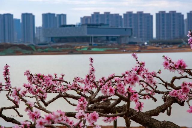 戳进来看东安湖公园四季美景