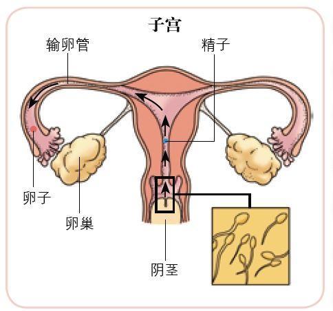 囊胚到了这里之后,它要着床,子宫环境也是非常重要的,经常跟病人比喻
