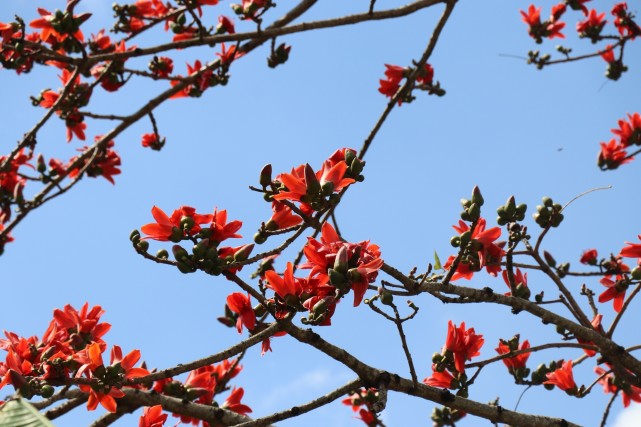 【组图】海南昌江:木棉花开迎春来