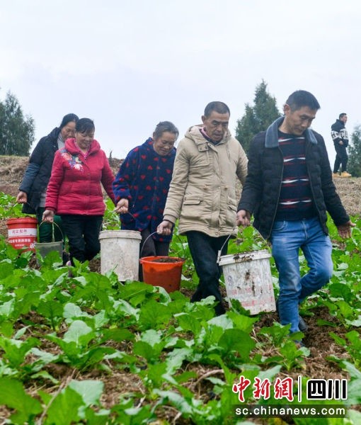 南充市蓬安县巨龙镇贾家桥村,村民在给地里的大头菜施用生物有机肥.