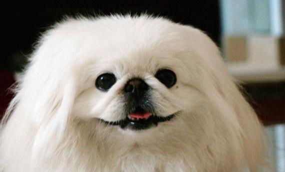 京巴犬—慈禧太后最喜欢的狗,唐朝皇帝的陪葬犬