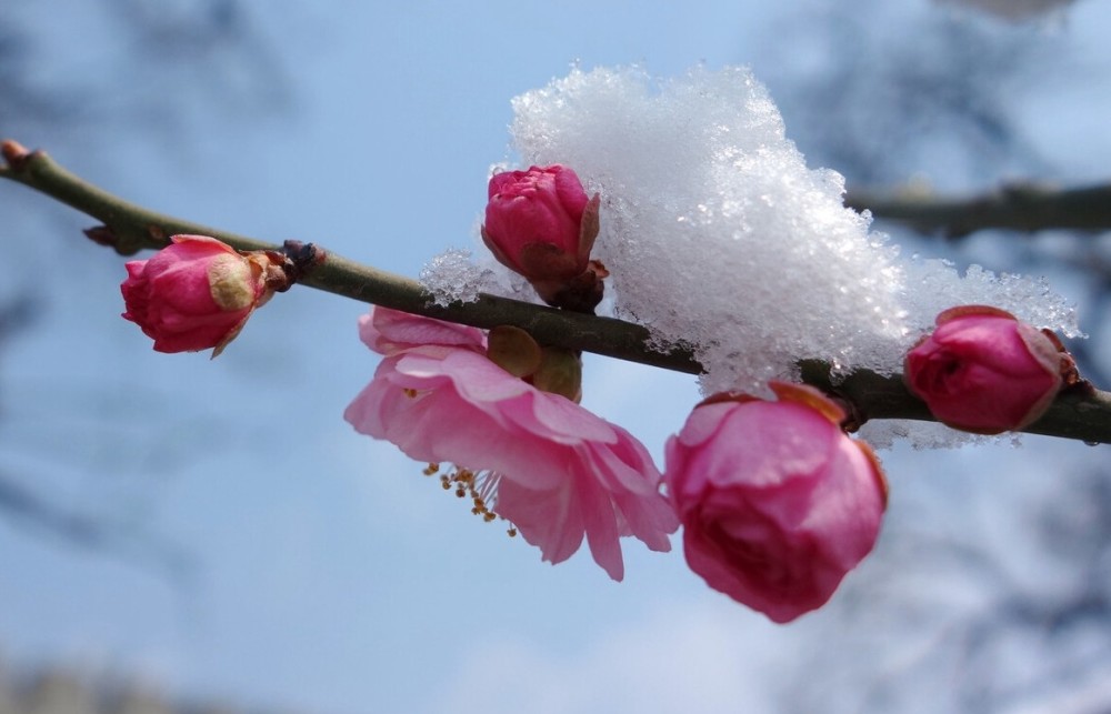 七九天到来看天气情况怎样下雪好吗看农谚咋说