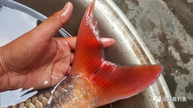 澜沧江里消失的鱼种,当地百姓俗称"红翅膀—红吉罗鱼