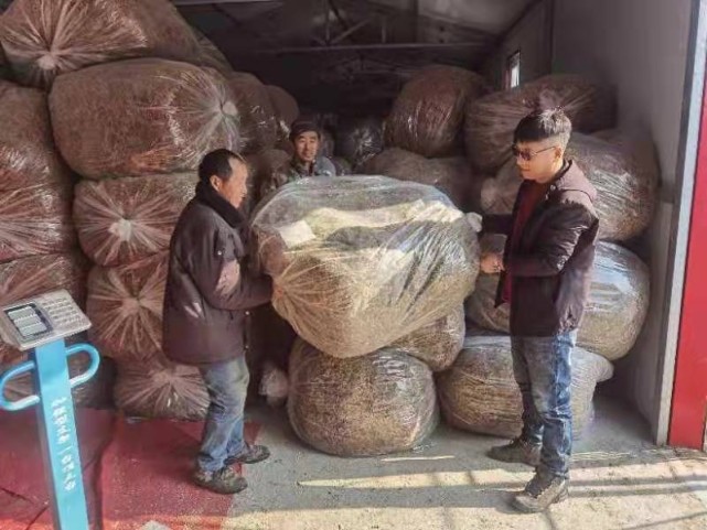 "苦药材"熬出"甜日子",农民梁文秋"坐地生金"