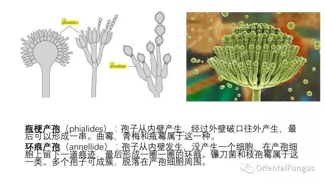真菌孢子图谱合辑