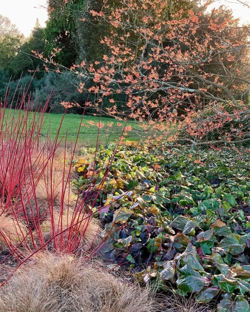 冬日花园：养植季节的别致之选第2张-醋盆生活网